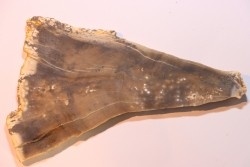 CALLIXYLON WHITEANUM - Devonian - Woodford Shale  - Oklahoma - USA