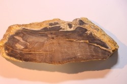 CALLIXYLON WHITEANUM - Devonian - Woodford Shale  - Oklahoma - USA