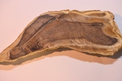 CALLIXYLON WHITEANUM - Devonian - Woodford Shale  - Oklahoma - USA