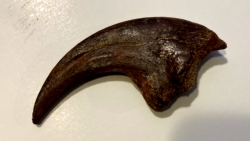 griffe de DINOSAURE :  DROMAEOSAURIDAE