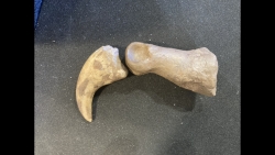 dinosaure claw   ALBERTOSAURUS - Judith River Fmt - upper cretaceous - Montana - USA