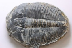 ELRATHIA KINGI - Wheeler fmt - M. cambrian - Wheeler ,Utah ,USA