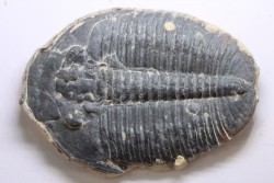 ELRATHIA KINGI - Wheeler fmt - M. cambrian - Wheeler ,Utah ,USA