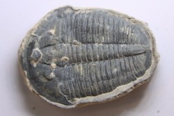 ELRATHIA KINGI - Wheeler fmt - M. cambrian - Wheeler ,Utah ,USA
