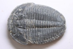 ELRATHIA KINGI - Wheeler fmt - M. cambrian - Wheeler ,Utah ,USA