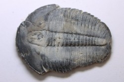 ELRATHIA KINGI - Wheeler fmt - M. cambrian - Wheeler ,Utah ,USA