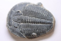 ELRATHIA KINGI - Wheeler fmt - M. cambrian - Wheeler ,Utah ,USA