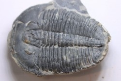 ELRATHIA KINGI - Wheeler fmt - M. cambrian - Wheeler ,Utah ,USA