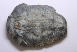 ELRATHIA KINGI - Wheeler fmt - M. cambrian - Wheeler ,Utah ,USA