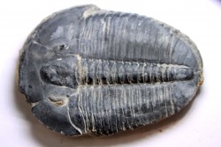 ELRATHIA KINGI - Wheeler fmt - M. cambrian - Wheeler ,Utah ,USA