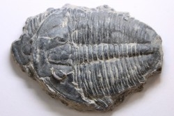 ELRATHIA KINGI - Wheeler fmt - M. cambrian - Wheeler ,Utah ,USA