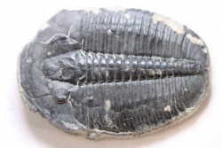 ELRATHIA KINGI - Wheeler fmt - M. cambrian - Wheeler ,Utah ,USA