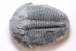 ELRATHIA KINGI - Wheeler fmt - M. cambrian - Wheeler ,Utah ,USA