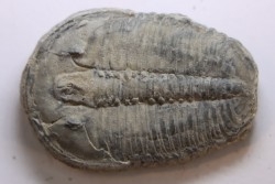 ELRATHIA KINGI - Wheeler fmt - M. cambrian - Wheeler ,Utah ,USA