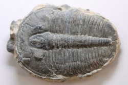 ELRATHIA KINGI - Wheeler fmt - M. cambrian - Wheeler ,Utah ,USA