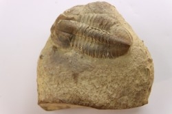 Blainia gregaria - Cambrien moyen - Conosauga Fmt  - Alabama - USA