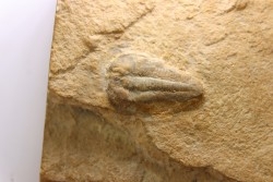 Menomonia sahratiani - Cambrien - Weeks Fmt - House Range, Utah - USA