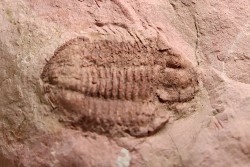 Leiostegium manitouensis - L. Ordovician - Mantinou Fmt - Missouri Gulch, Colorado- USA