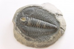 LABIOSTRIA WESTROPI - Cambrien supérieur - Mc Kay Group, Cranbrook, British Colombia, CANADA