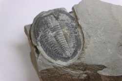 LABIOSTRIA WESTROPI - upper Cambrium - Mc Kay Group, Cranbrook, British Colombia, CANADA