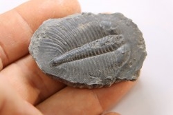 PTEROCEPHALIA NORFORDI - upper Cambrium - Mc Kay Group, Cranbrook, British Colombia, CANADA