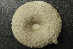 Hyalotragos rugosum - Oxfordian - Raix-Ruffec, FRANCE