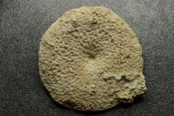 Hyalotragos patella - Oxfordian - Raix-Ruffec, FRANCE