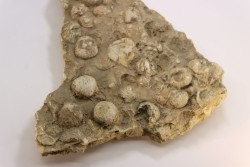 dalle à BRACHIOPODES: DICTYOCLOSTUS ARCUATUS - Mississippian - Kinderhook Fmt - Le Grand, IA - USA