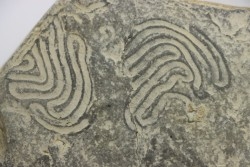 Helminthoides labyrinthica - crétacé - Embrun, France