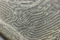 Helminthoides labyrinthica - crétacé - Embrun, France