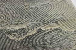 Helminthoides labyrinthica - crétacé - Embrun, France