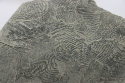 Helminthoides labyrinthica - crétacé - Embrun, France