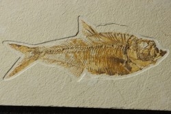 20 cm !!! - poisson fossile Diplomystus dentatus - WYOMING, USA