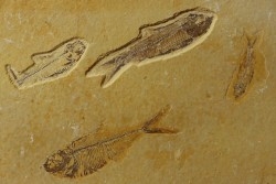 poisson fossile KNIGHTIA EOCAENA - WYOMING, USA