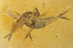 réunion de famille: poissons fossiles Diplomystus dentatus - WYOMING, USA