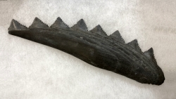Machoire de requin primitif : EDESTUS HEINRICHI