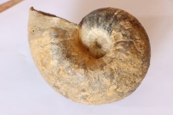 Nautile:  Digonioceras excavatum (Sowerby, 1826)  Bajocien  Normandie - FRANCE