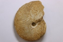 Clydoniceras discus - bathonien - La Marche, Nièvre (58), FRANCE