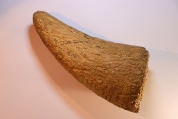 corne  de TRICERATOPS HORRIDUS