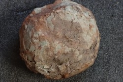 DINOSAUR EGG , cretaceous from france