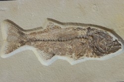 GRAND poisson fossile 30 cm! Mioplosus labracoides - USA