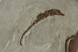 HIPPOCAMPUS RAMULOSUS - pliocene - Rimini, Italie