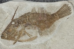poisson tetraodontiforme  FRIGOCANTHUS MARGARITATUS - pliocène - Rimini, Italie