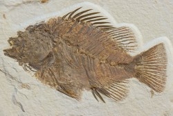 poisson fossile Priscacara serrata - Eocene - USA