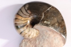 nautilus: Cenoceras annulare - pliensbachian - Fresney-le-Puceux – FRANCE
