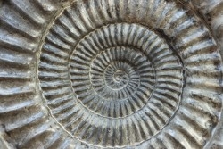 coroniceras lyra - Sinemurien - Nancy, FRANCE