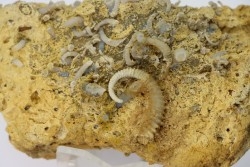 SPIROCERAS ORBYGNYI - UPPER bajocian - Mont d'or Lyonnais, FRANCE