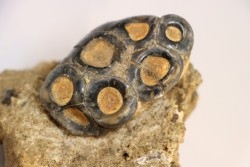 rare dent de mammifere marin:  DESMOSTYLUS HESPERUS -  miocene -  temblor formation,  Fresnoo county,  California, USA