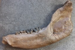 machoire de rhinoceros:  coelodonta antiquitatis -  pliocene, Zemst, Belgique