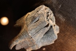 dent de rhinoceros:  coelodonta antiquitatis -  pliocene, Zemst, Belgique